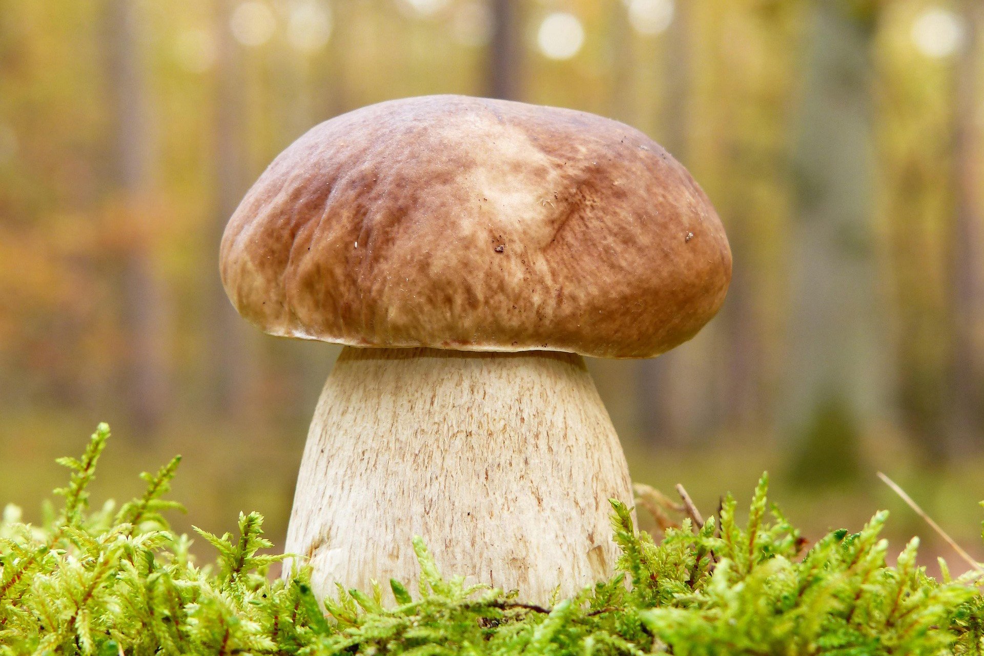 Cep (Boletus edulis) al bosc